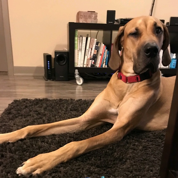 Meet your Posher, Alexandra - Picture 1 of 1